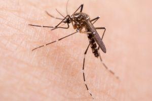 mosquitoes most deadly animal ever