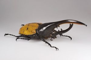 Hercules Beetle in Florida