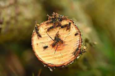 Yellow jacket stings are on the rise