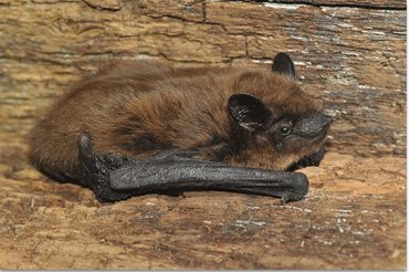 Bats in Brevard County Florida