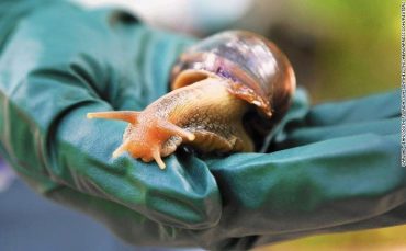 invasive snail species Florida