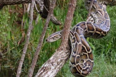 Python Hunt in FL