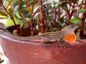 more facts about the Brown Anole Lizard