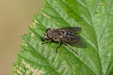 All about the horsefly