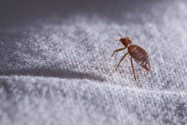 Bed Bugs and other pests Florida