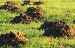 Moles vs Voles