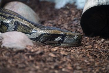 Burmese Python in Brevard