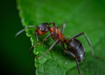 signs that you might have a serious ant problem
