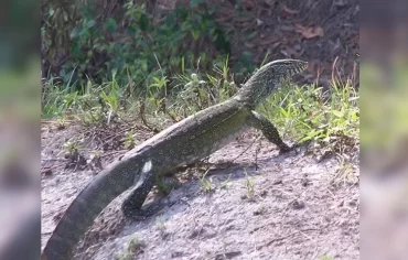 invasive lizard taking hold in Florida