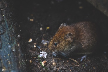 rodents are a serious pest problem