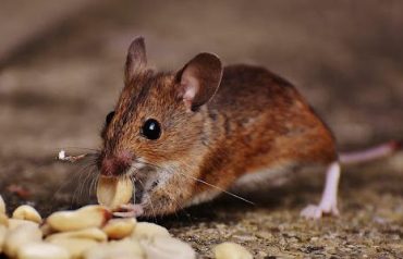 damage that rodents cause