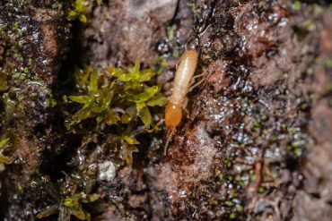 Termite extermination in Melbourne FL