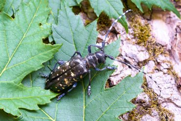 invasive pests and how they got here