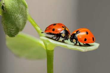 lady bug a pest or a friend?