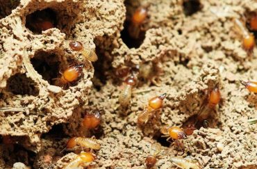 how expensive are termites?