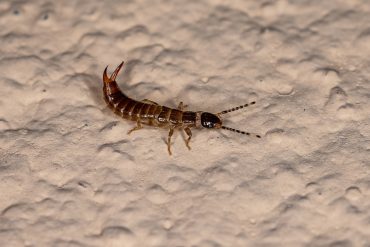 earwigs, are they a pest?