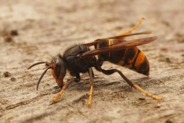 yello-legged hornet