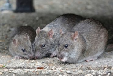 Rat control in Melbourne and Brevard County