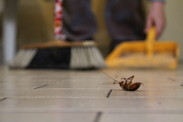 Roaches - How do they get into my home?