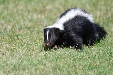 skunk prevention