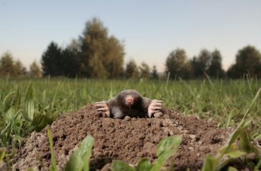 Mole problems - How to get rid of moles