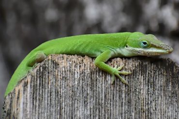 Green anole lizard - what happened to them?