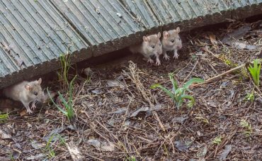 House mouse and diseases