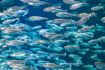 invasive species florida