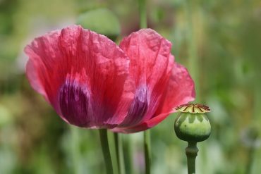 The opium poppy uses opium to prevent destruction by pests