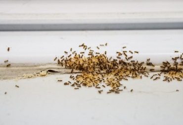 types of ants and the bait they carry
