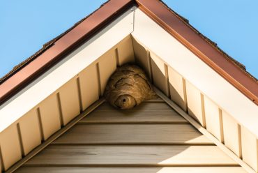 Wasp and hornet nest removal