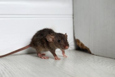 Rats and mice can destroy your home structure.