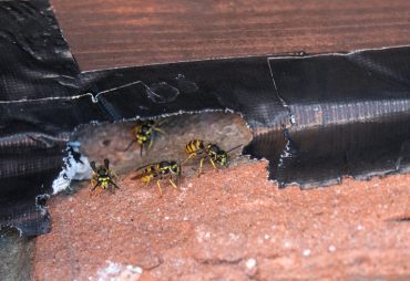 Wasps found in Brevard County Florida