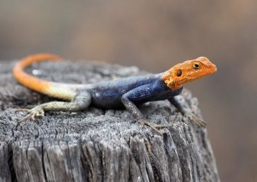 Peter's Rock Agama in Brevard County