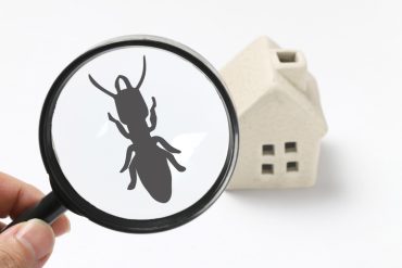 how to treat active ants in the spring