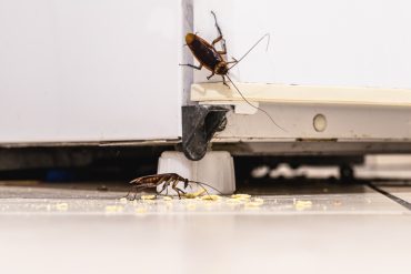 How kitchen appliances attract pests