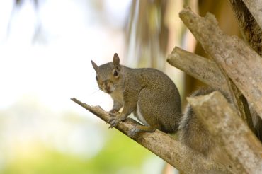 getting rid of squirrels from your home and lawn