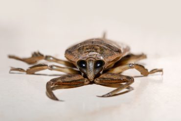Toe biter insect