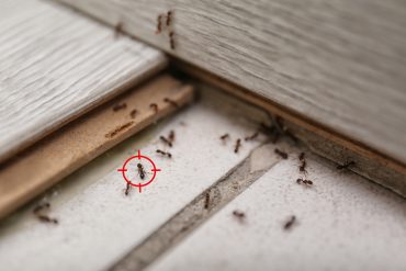 effective pest control in 2025
