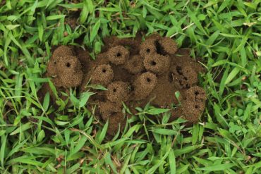 how to handle termite mound in Brevard County Florida