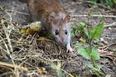 pest control year round solutions